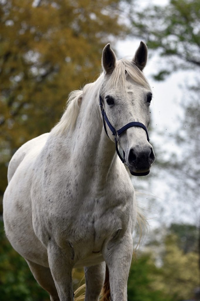 horse, animal, pasture-7195016.jpg