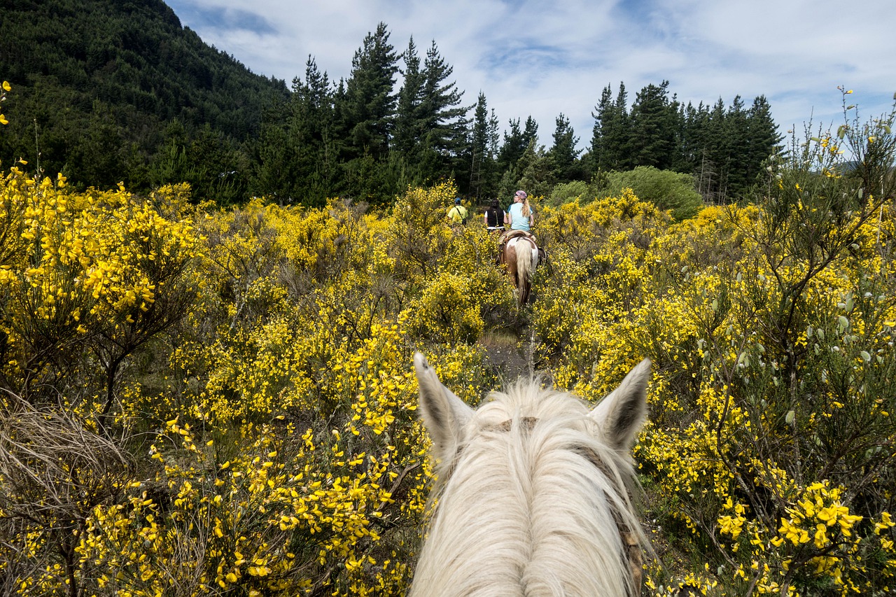 horse, argentina, horseback riding-4388197.jpg