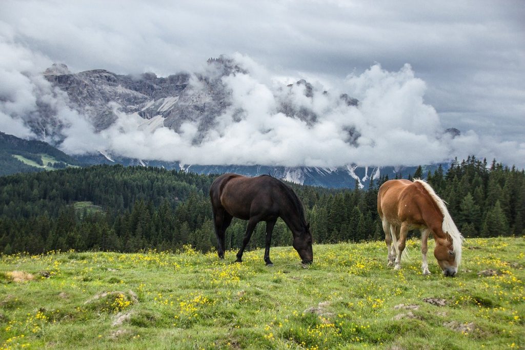 mountain, horses, nature-5092625.jpg
